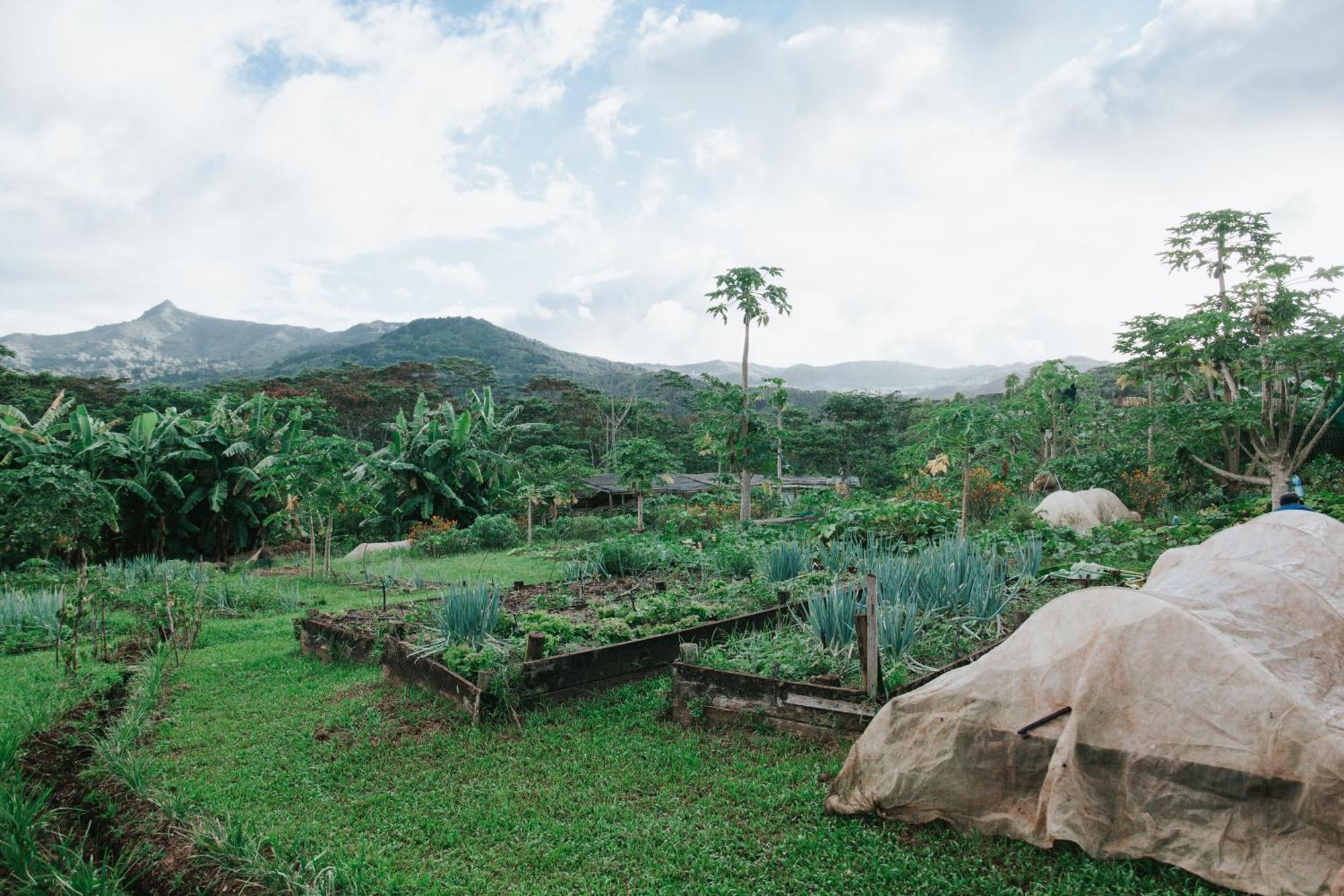 La Vieille Cheminee, Tropical Farm & Eco-Lodges Шамарель Экстерьер фото